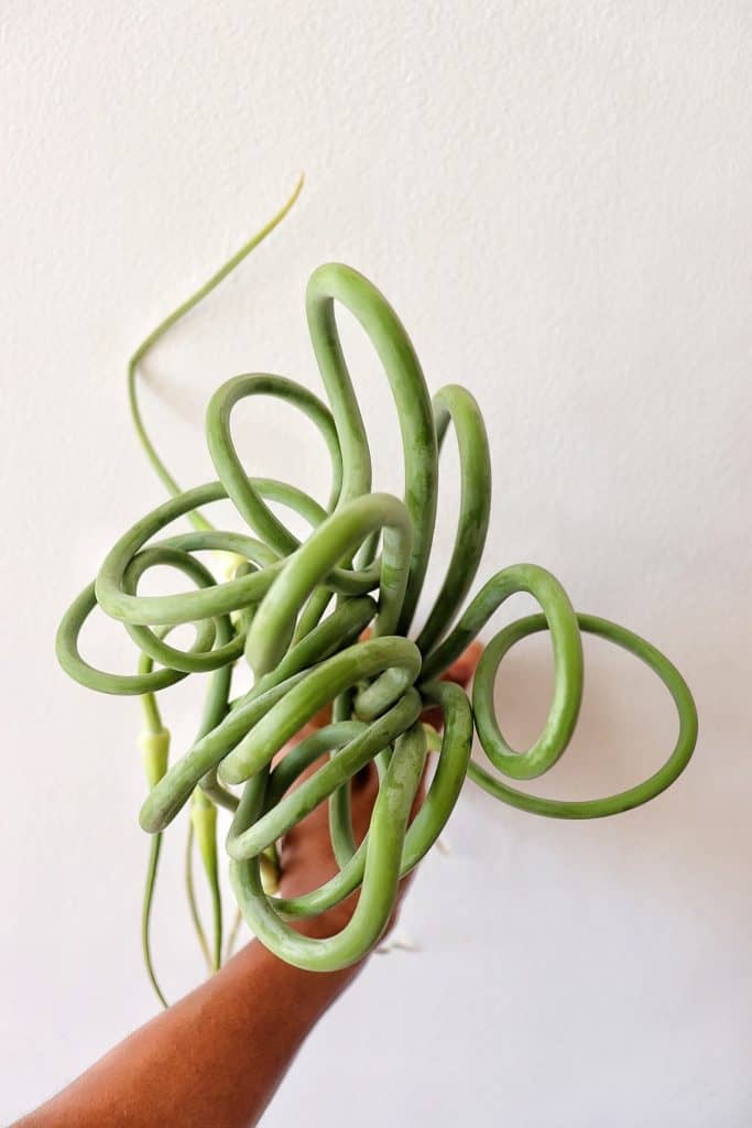 Hand holding bunch of garlic scapes
